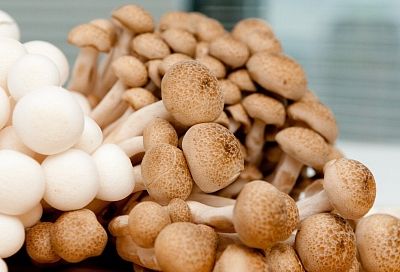 Почему стоит обратить внимание на грибы шиитаке