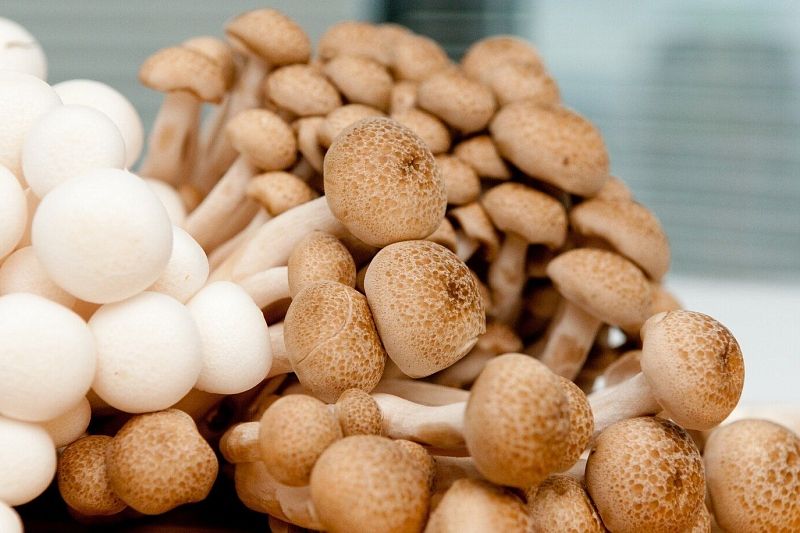 Почему стоит обратить внимание на грибы шиитаке