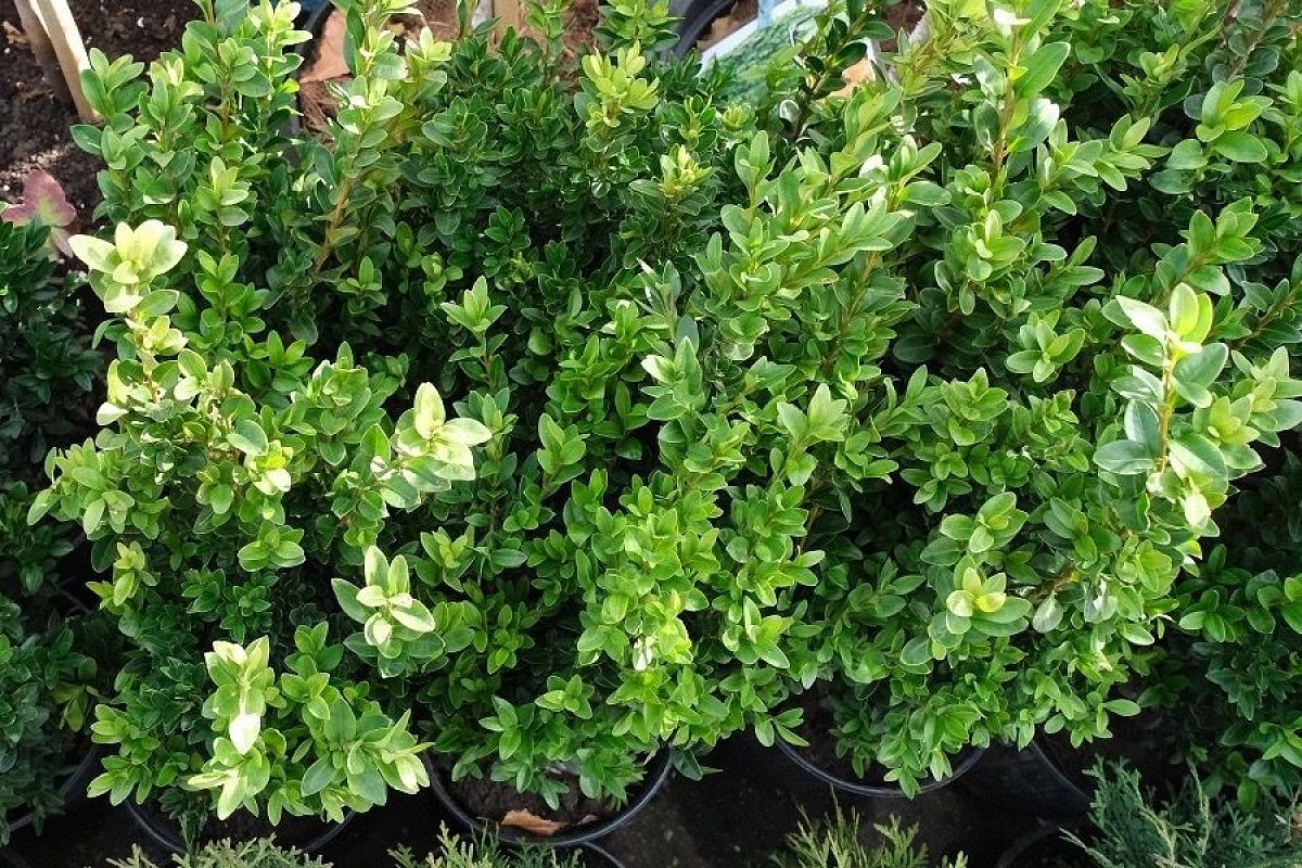 Идеален для живой изгороди: почему садоводы советуют посадить самшит 