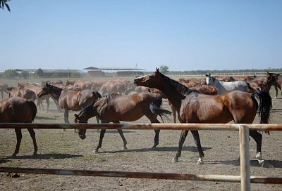 В 2024 году на развитие коневодства в Краснодарском крае выделили более 100 миллионов рублей