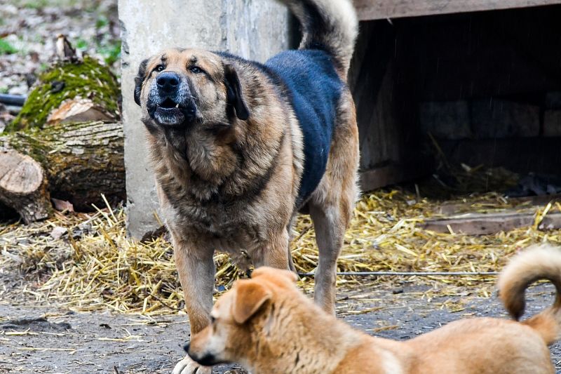 Собаки сыты – и люди целы: как в Краснодаре собираются решать проблему бродячих животных