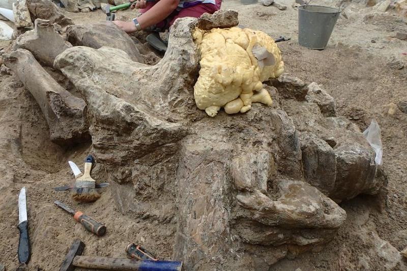 Сенсационная находка: в Краснодарском крае обнаружили череп древнего носорога