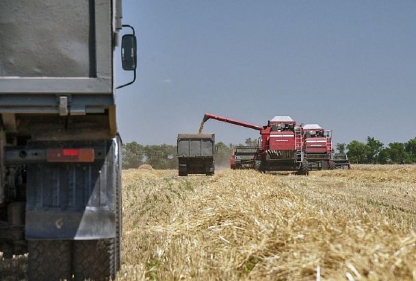 В пострадавших от засухи северных районах Кубани оптимизируют структуру посевных площадей