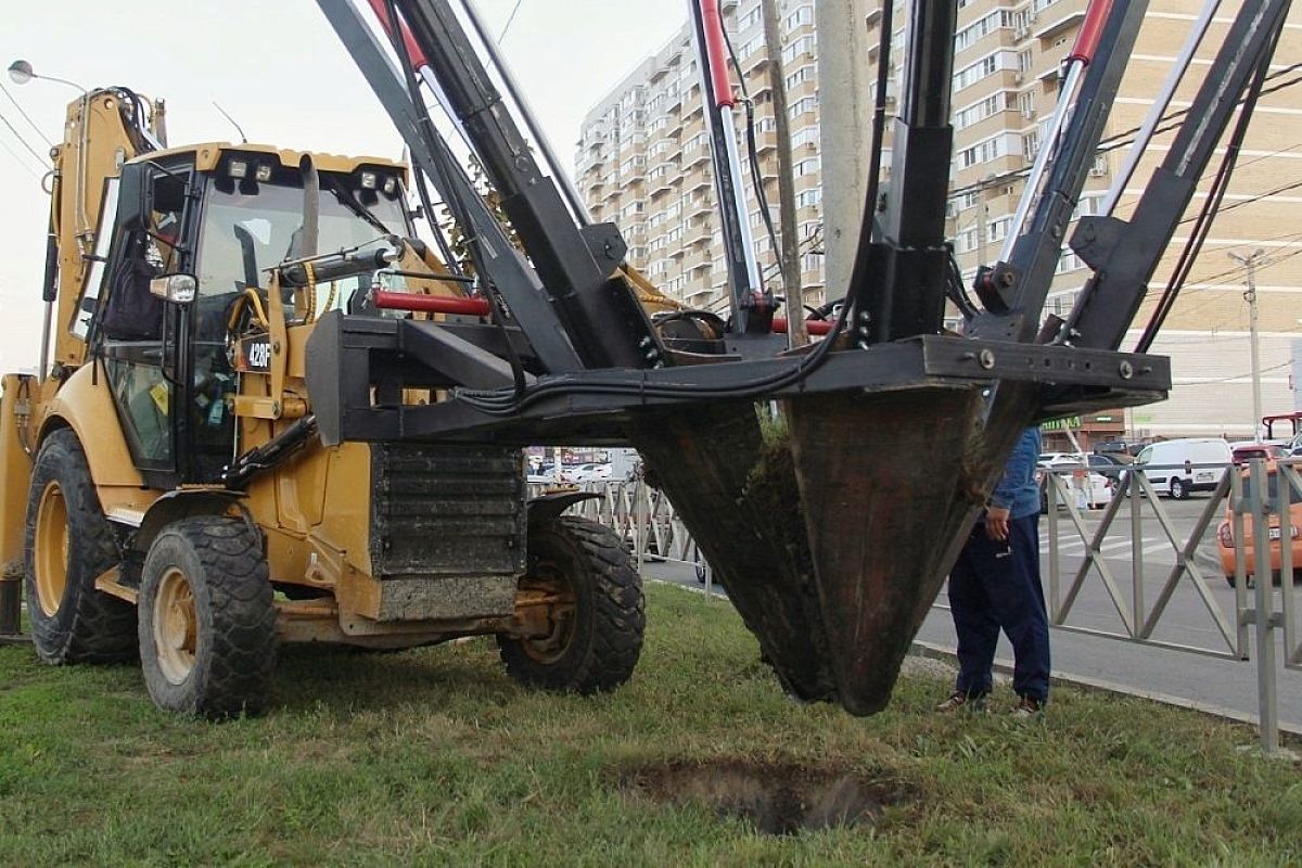 Большую часть лип с улицы Московской пересадили в Краснодаре