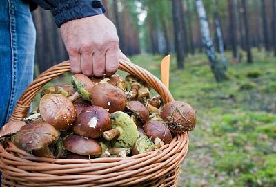 В Новороссийске в октябре 18 человек отравились грибами, трое в реанимации