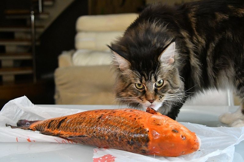 Великий нехочуха: как заставить кота есть, если он отказывается от пищи