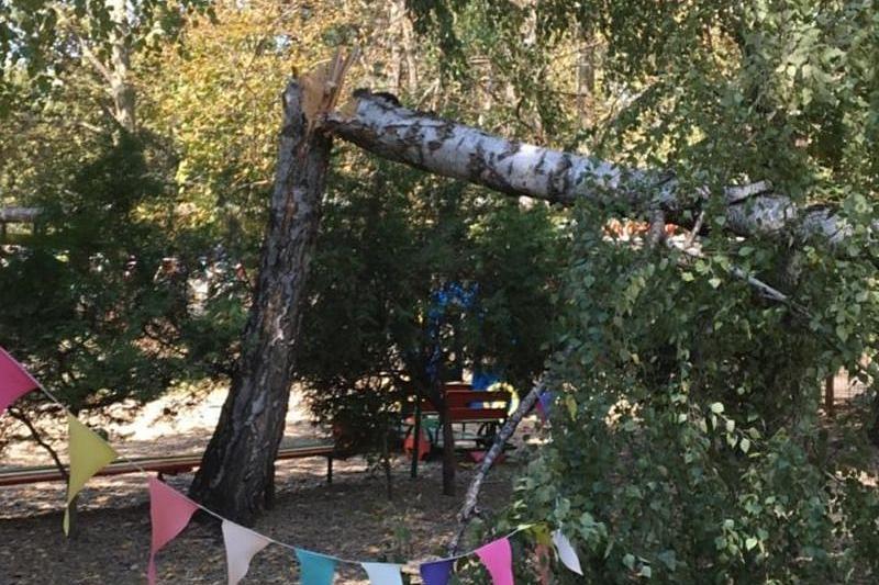 Деревья, упавшие после сильного ветра 18 сентября на территории школ и детсадов.