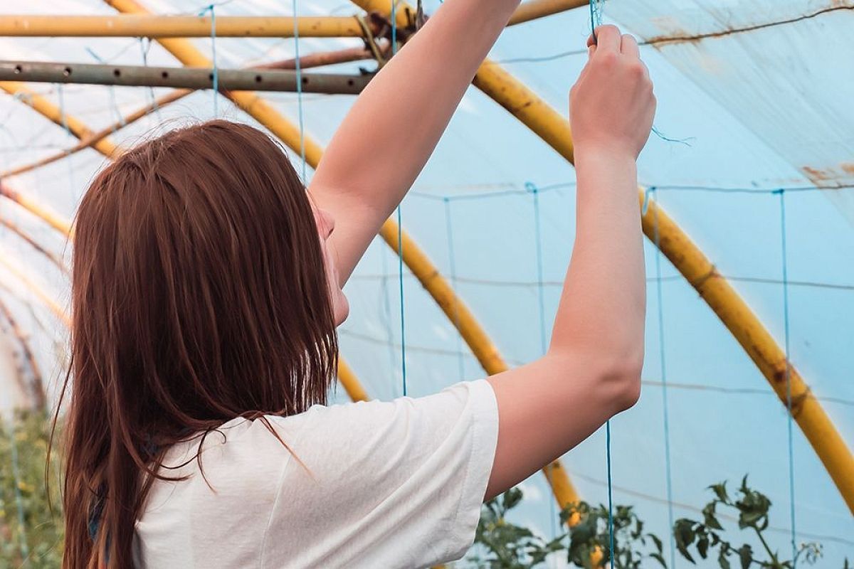 Накрыл огурцы и помидоры белым агроволокном от жары так — и урожай ведрами