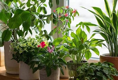 7 рекомендаций по выбору удобрений для комнатных растений: важные советы