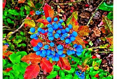 Магония — это кустарник, который вызывает у меня искренний восторг