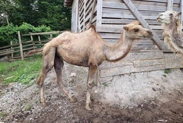Депутат Госдумы Бурматов взял на контроль ситуацию с умирающими от голода верблюдами в Сочи
