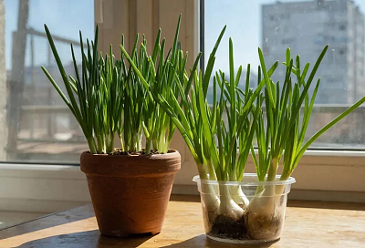 Свежий зеленый лук в декабре: огород на подоконнике – это просто