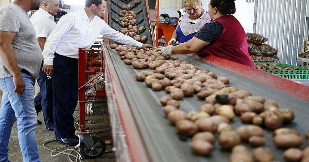 Тимашевском районе краснодарского края. Онищенко Василий Иванович Медведовская. Василий Онищенко Медведовская. Фермеры Краснодарского края. Овощехранилище.