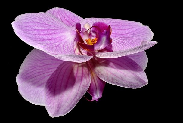 Орхидеи всегда будут радовать вас своей красотой и цветением