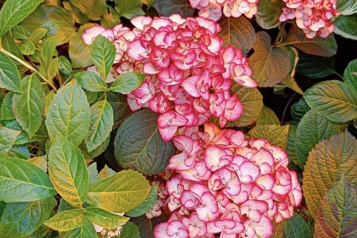 Гортензия с огромными «шапками»: пышное цветение начинается с правильной посадки