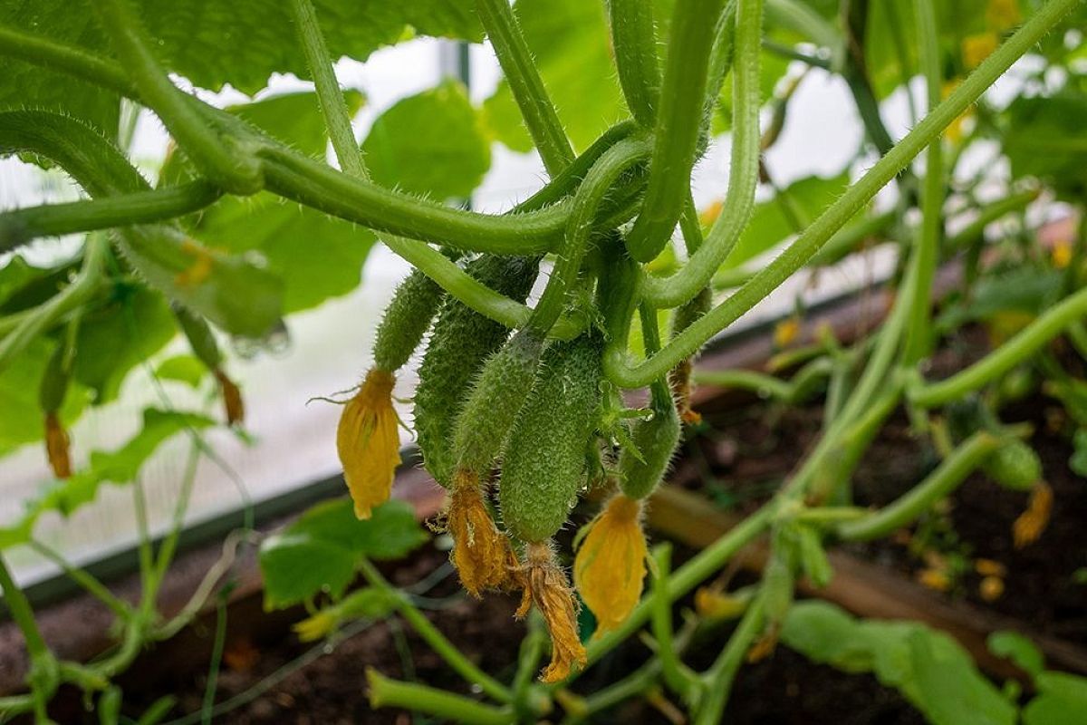 Мучнистая роса на огурцах: как вылечить народными средствами — спасаю урожай 