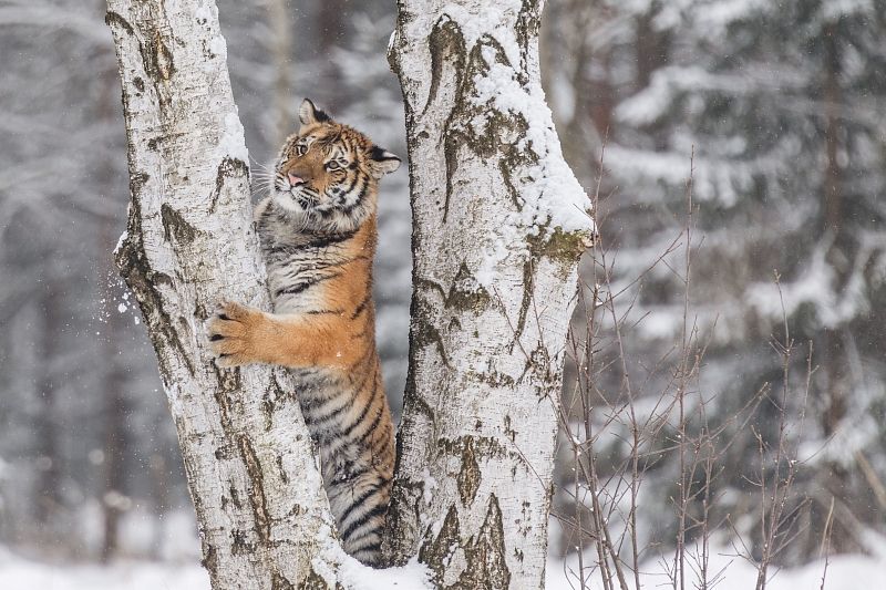 В Приморье застрелили и расчленили занесенного в Красную книгу амурского тигра