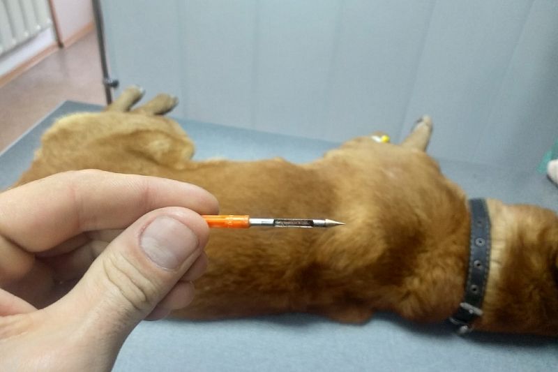 Неизвестный мужчина убил собаку жителя Новороссийска во время прогулки