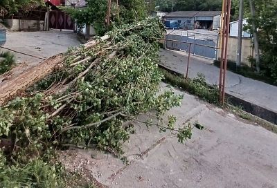 Ураганный ветер валит деревья в Новороссийске