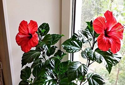 Почему гибискус не цветет? 3 главные ошибки в уходе