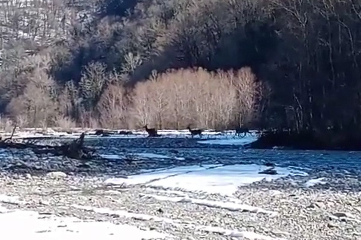 В нацпарке сняли на видео кавказских благородных оленей