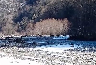 В нацпарке сняли на видео кавказских благородных оленей