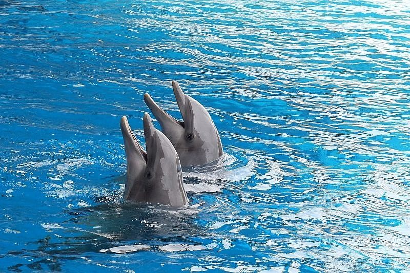 Законопроект о защите дельфинов внесен в Госдуму