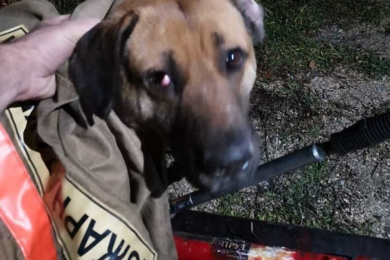 Спасатели освободили зажатую после ДТП в бампере собаку