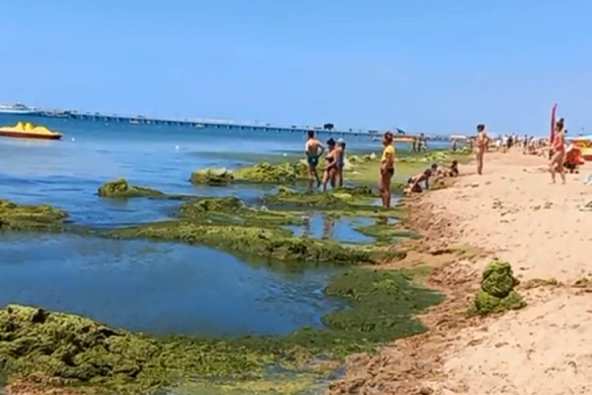 Море в Анапе зацвело раньше срока