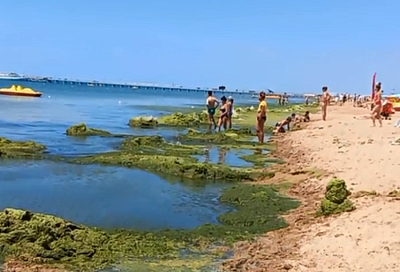 Море в Анапе зацвело раньше срока