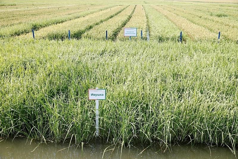 Краснодарский край за год почти на треть увеличил урожай риса