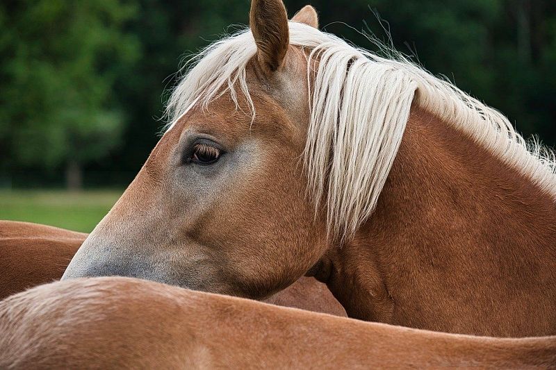 Фермер украл с пастбища двух лошадей за полмиллиона рублей