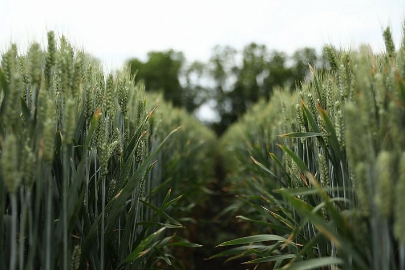Каши из полбяной пшеницы планируют включить в меню школ Краснодарского края