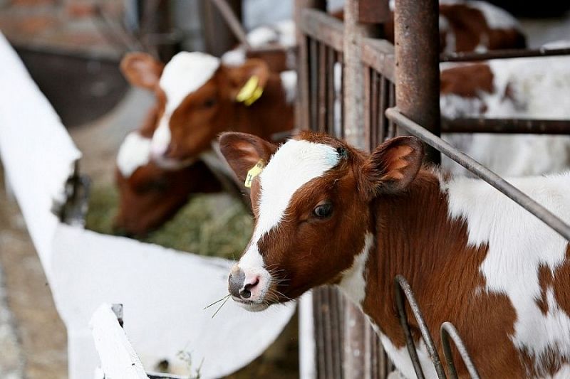 К 2022 году в Каневском районе построят ферму мощностью 30 тысяч тонн молока в год