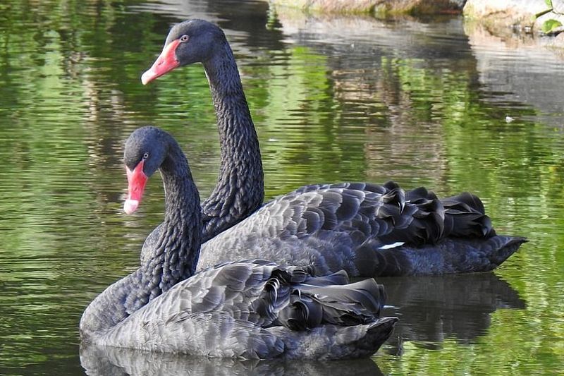 Нонсенс: пара черных лебедей в парке «Южные культуры» ждет потомство второй раз в этом году