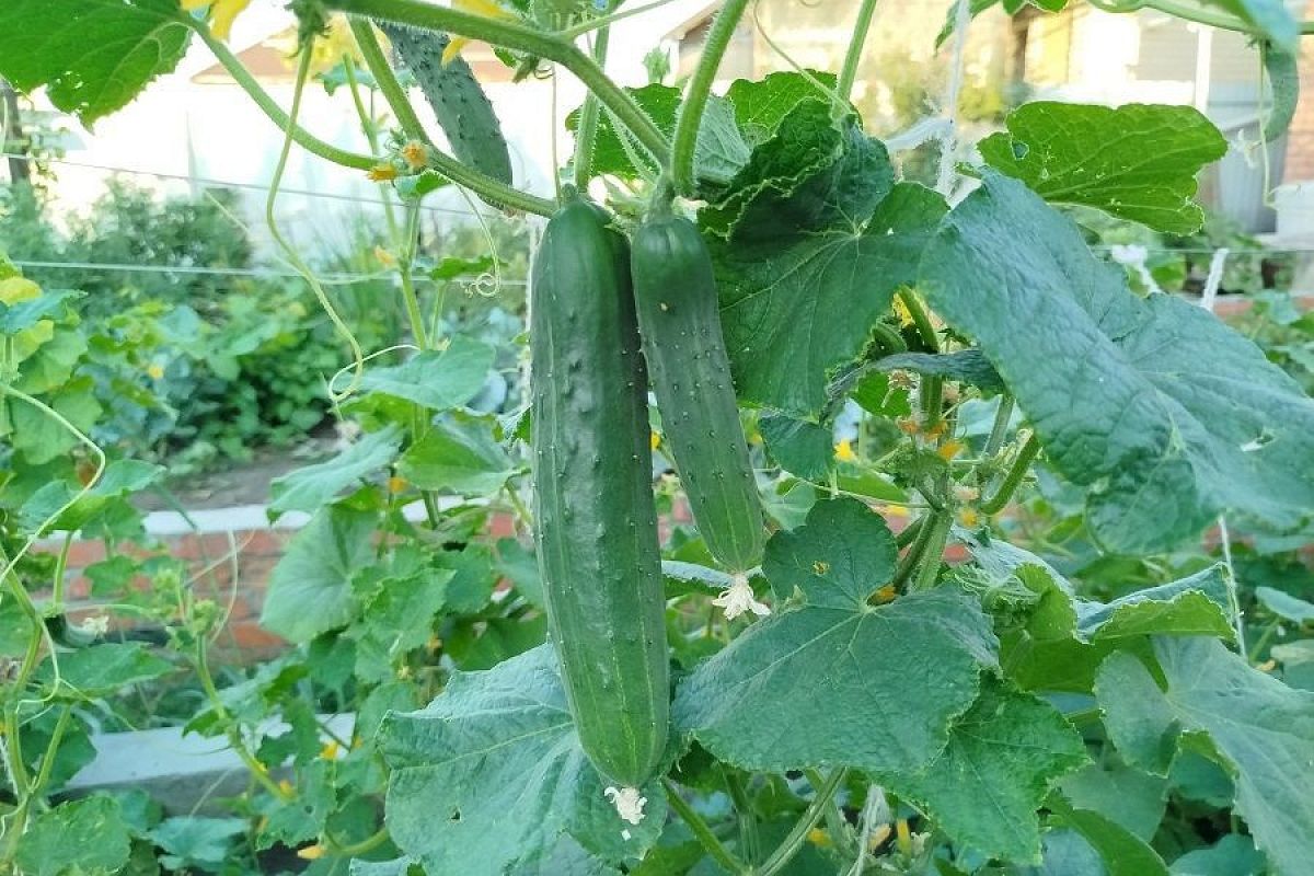 Очень частая ошибка: почему нельзя сажать огурцы после томатов и капусты