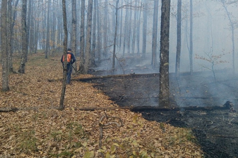 В Краснодарском крае потушили лесной пожар