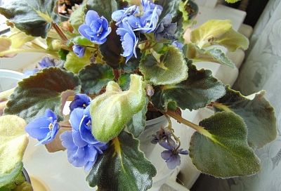 Самые распространенные причины пожелтения и гниения листьев комнатных фиалок и проверенные методы решения этих проблем