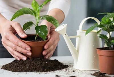 Пересаживаем эти комнатные цветы в феврале - пышный рост и яркое цветение весь год