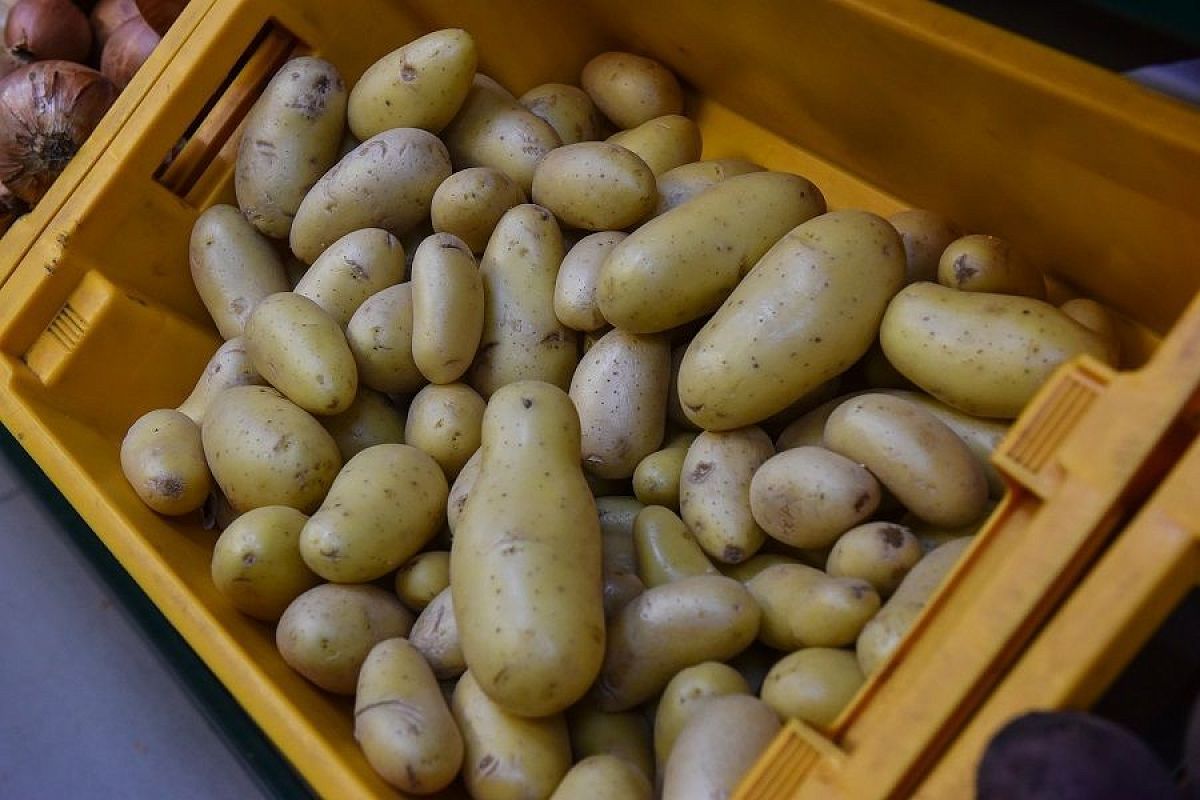 Почему прорастает картофель при хранении: 5 главных ошибок и как их избежать