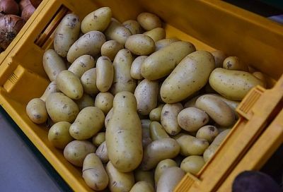 Почему прорастает картофель при хранении: 5 главных ошибок и как их избежать