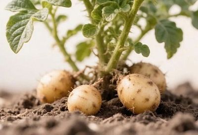 Размножаем любимые сорта картофеля сами — рассадой, очистками или черенками
