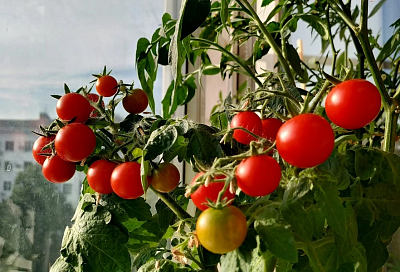 Аптека для «подоконника»: подкормка домашнего огорода без органики и химии