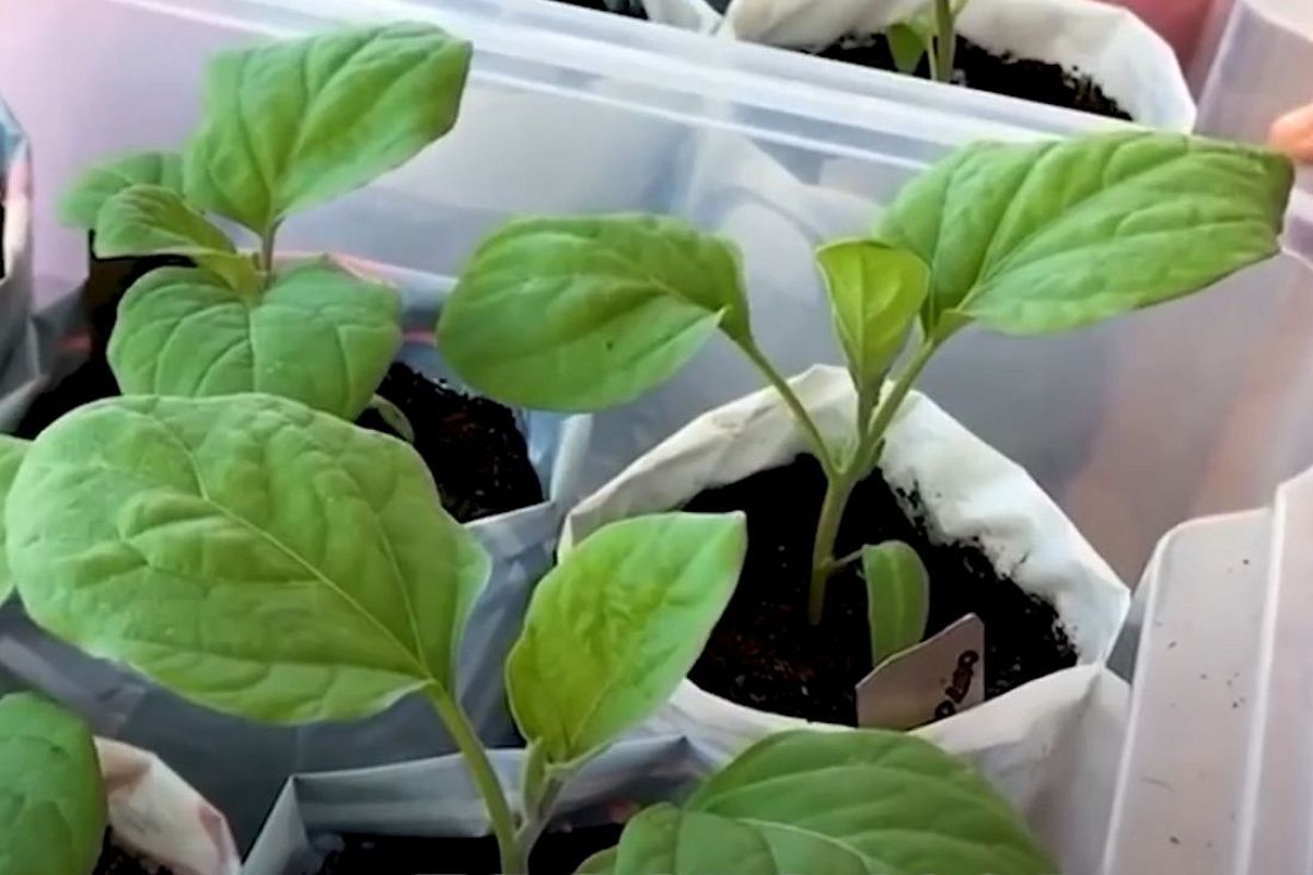 ТОП-3 ранних сорта рассады баклажанов: хиты 2025 и лайфхак от Галины Кизимы