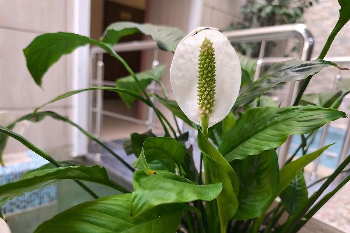 Чего не хватает для полного женского счастья: 5 причин, по которым не цветет спатифиллум