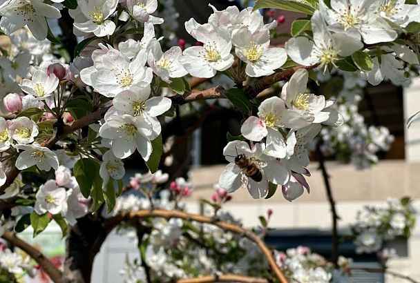 Самый теплый день с начала года: до +24 градусов прогреется воздух на Кубани