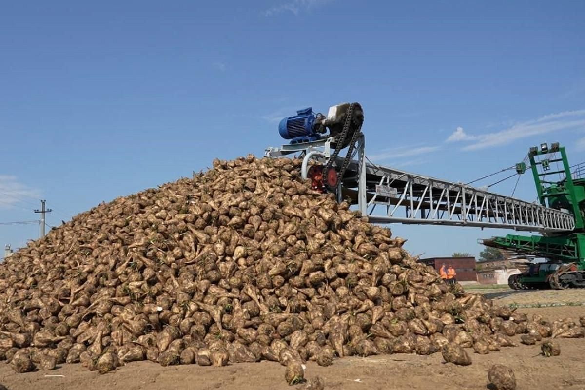 Заводы Краснодарского края переработали первый миллион тонн свеклы и произвели более 100 тысяч тонн сахара