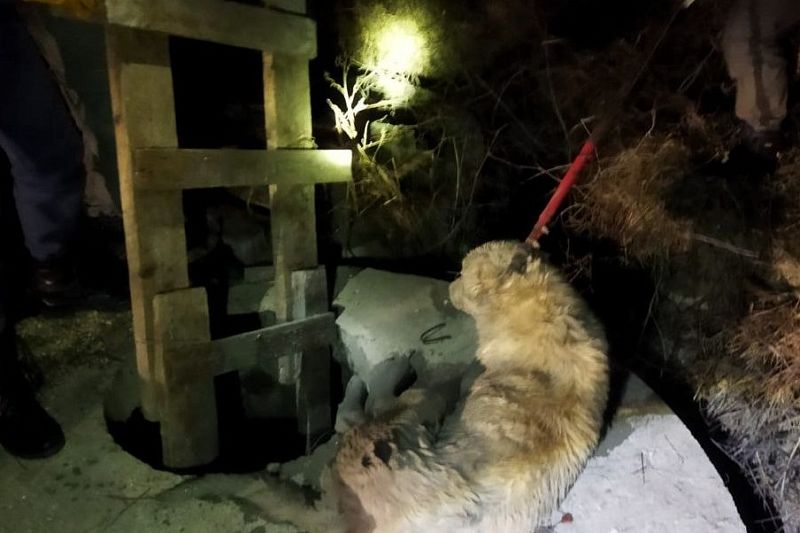 В Новороссийске спасатели вытащили кавказскую овчарку из колодца с водой