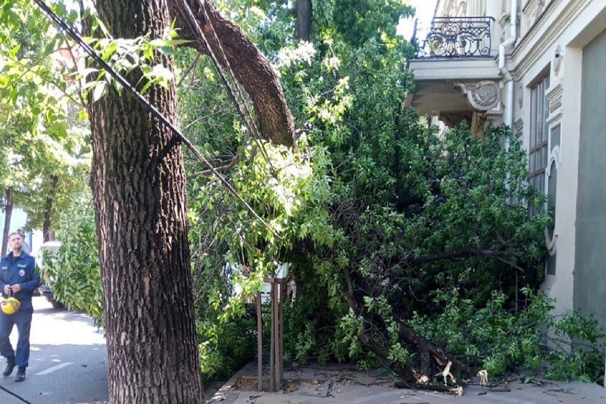 Поваленные шквалистым ветром деревья убрали в Краснодаре