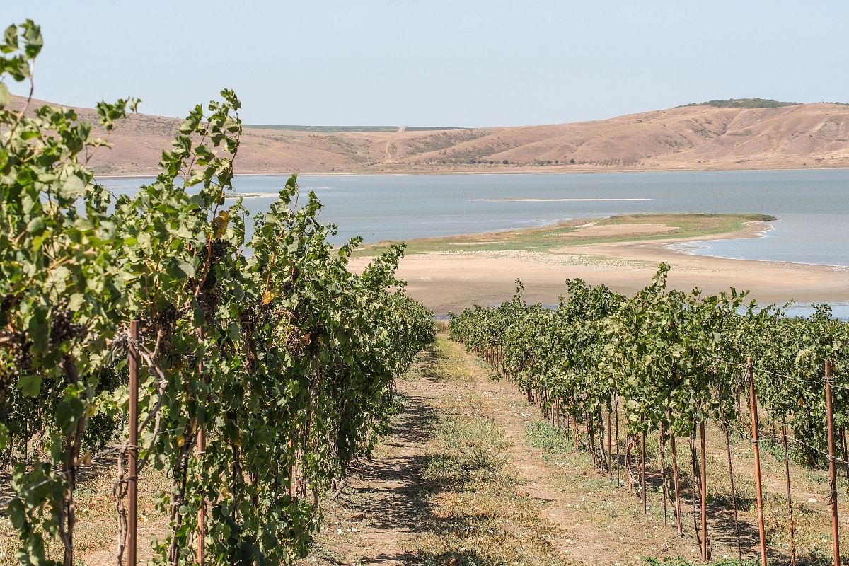 В Анапе испытают новые северные сорта винограда